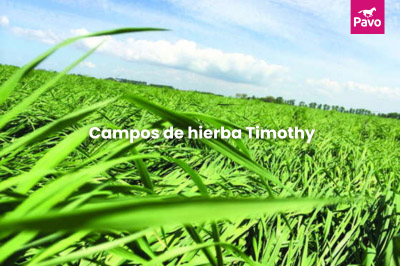 Praderas de hierba Timothy